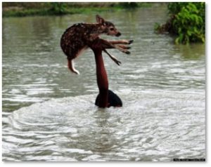man rescues deer, flood