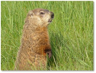 woodchuck, marmota mormax, groundhog, marmot