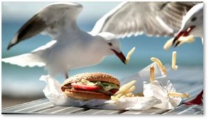 seagulls eating fries, flock of seagulls, charities