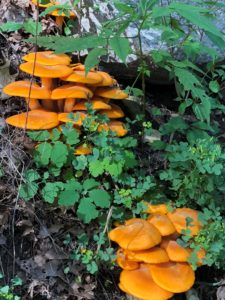 jack o Lantern mushrooms, Omphalotus illudens, mycology