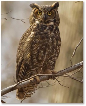 Great Horned Owl, Bubo virginianus, Audubon Society, owl calls