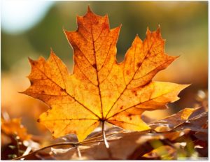 maple leaf, roundup of September 2018 posts