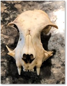 cat skull, Mystique, wildlife, woodland