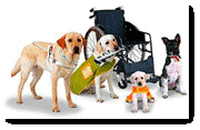 service dogs, disabled, disability, 