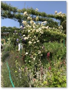 Monet's Garden, Giverny, roses,
