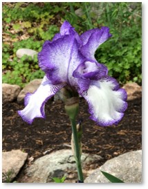Iris, garden, mulch