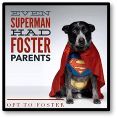 Even Superman Had Foster Parents, Foster Dog, Rescue, Shelter