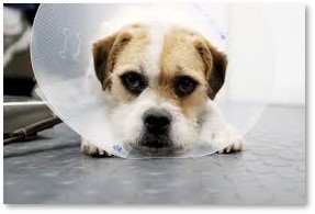 dog, surgery, cone of shame, veterinarian