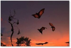 bats, bats feeding, evening