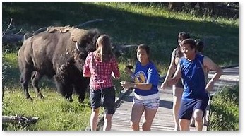 Yellowstone National Park, bison, tourists, photo op