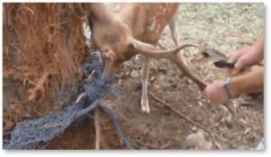 Men free deer, deer trapped in net, animals