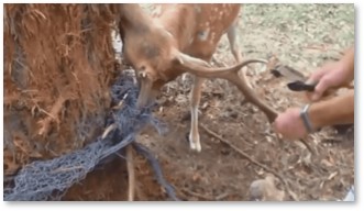 Men free deer, deer trapped in net
