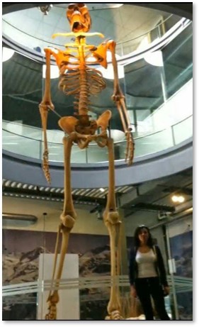 Ecuadorean Giant Skeleton