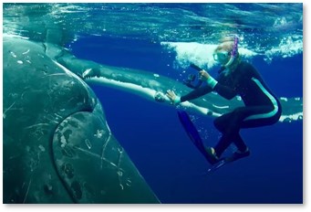 Humpback whale protects woman
