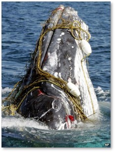 humpback whale trapped in fishing net