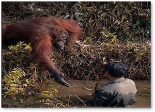 orangutan helps man, Borneo, snakes, animals