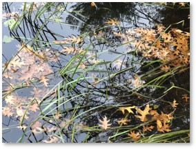 Leaves, Weeds, Reflections, Puffer Pond, Assabet River National Wildlife Refuge