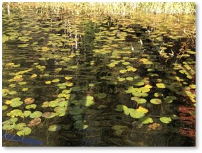 Water Lilies, Puffer Pond, Assabet River National Wildlife Refuge, Woods