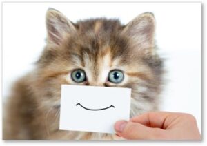 smiling cat, emotions, animals, 