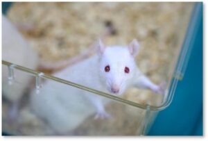 white rat, lab rat, animals, testing, experiment, laboratory