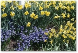 Squill, Daffodils, Scylla, Narcissus, March 2022, spring