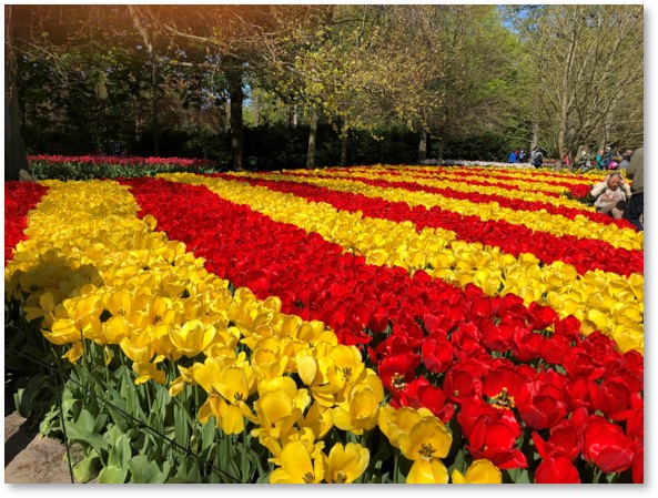 Keukenhof Gardens, Tulips, Amsterdam, Holland, red and yellow stripes