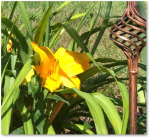 daylily, hemerocallis, short scape, June garden