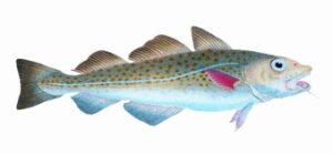 codfish, cod, Gadus Morhua, Atlantic Cod