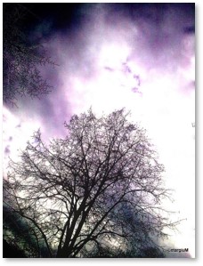 Tree and Sky, November sky