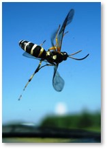 Bug on Windshield, Wasp