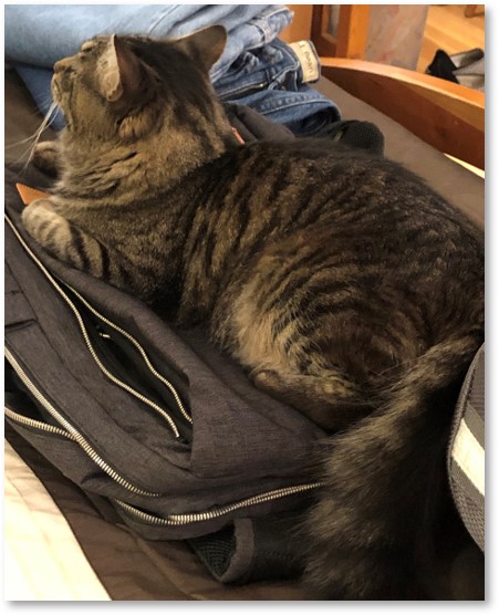 Mookie on Suitcase, travel, cat sitter
