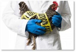 Chicken, Hen, Avian Flu, Caution Tape
