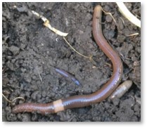 Asian Jumping Worms, invasive species, plant sales, gardening, gardeners