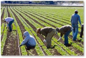 Farm workers, immigrant labor, farmers, labor shortage