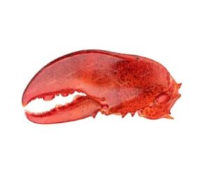 Lobster claw, crusher claw, pincer